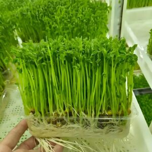 芽苗菜种植技术
