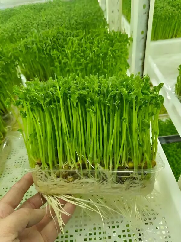 芽苗菜种植技术